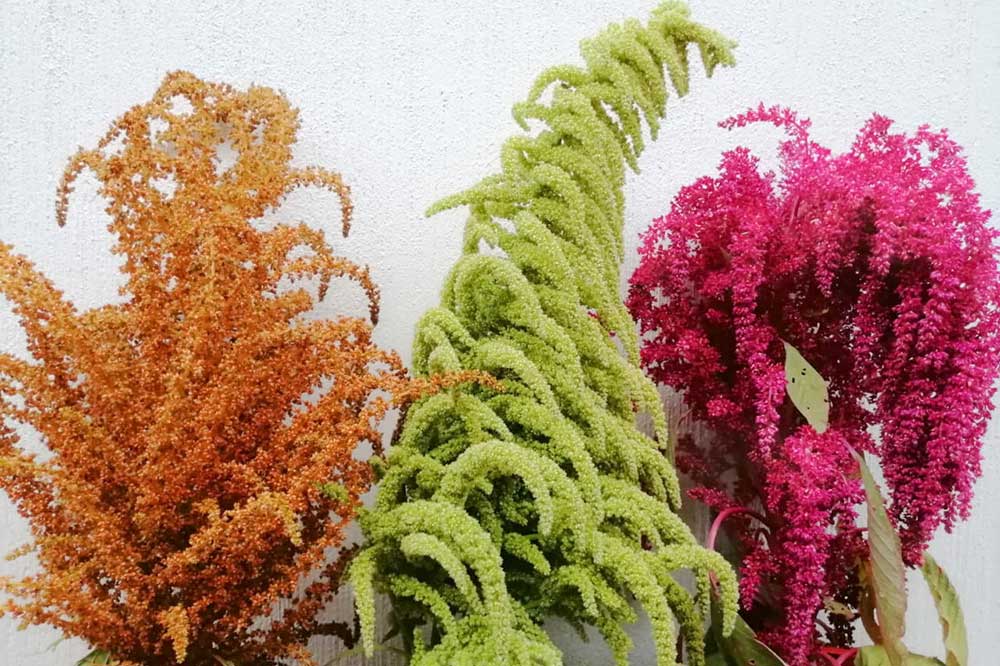 Los Beneficios Nutricionales y para la Salud del Amaranto