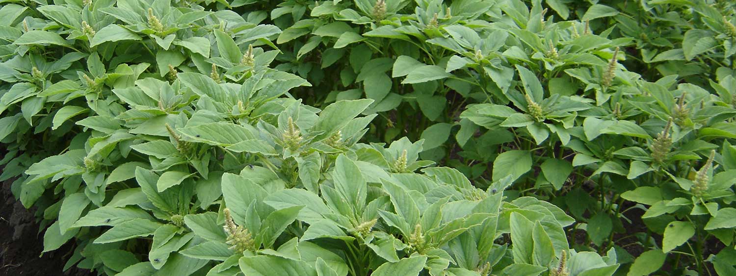 Los Beneficios Nutricionales y para la Salud del Amaranto