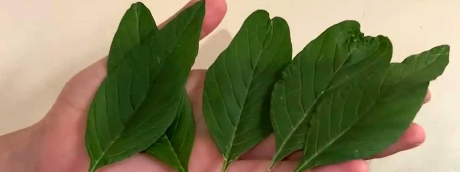 Presencia de innovaciones alimentarias con amaranto en el 5° Congreso Nacional de Biotecnología, Innovación y Calidad Alimentaria